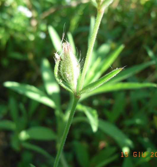 lungo il canale - Silene gallica